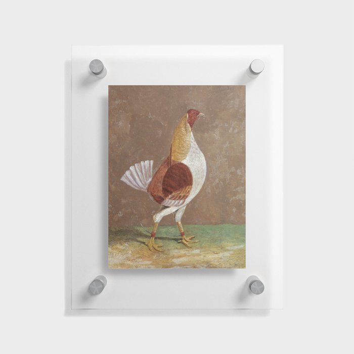 Fighting Cocks, a Pale-Breasted Fighting Cock, Facing Right  Floating Acrylic Print
