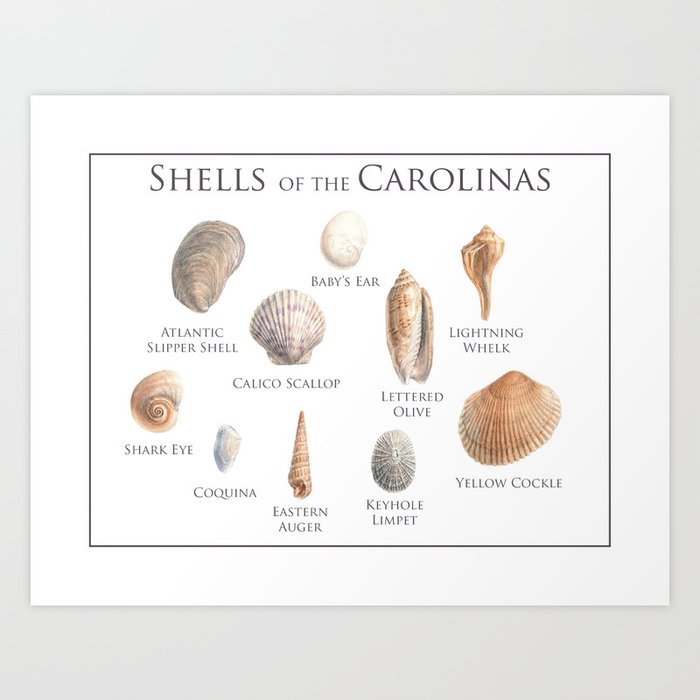 Shells of the Carolinas  Art Print