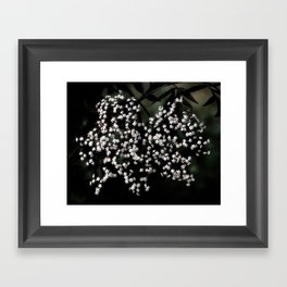 Elderberry Flowers Framed Art Print