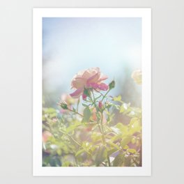 Dreamy Rose Garden - Fine Art Photography Art Print
