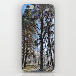 Majestic Pine and Birch Trees in Spring Time in the Scottish in I Art iPhone Skin