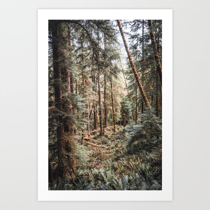 Forest in the PNW | Oregon Landscape and Nature Art Print