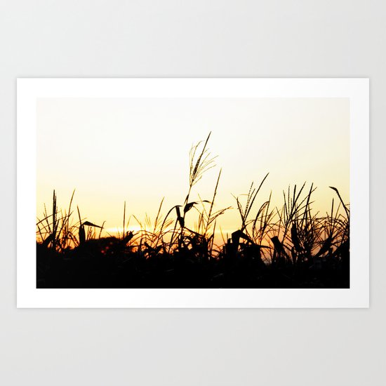 Maizal Art Print