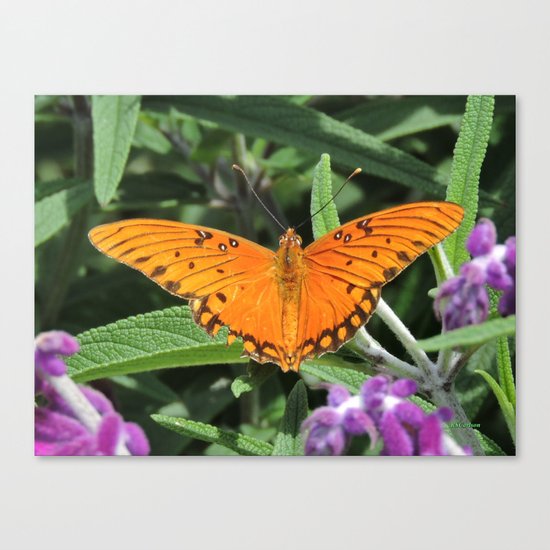 A Gulf Fritillary Shows Wear and Tear Canvas Print