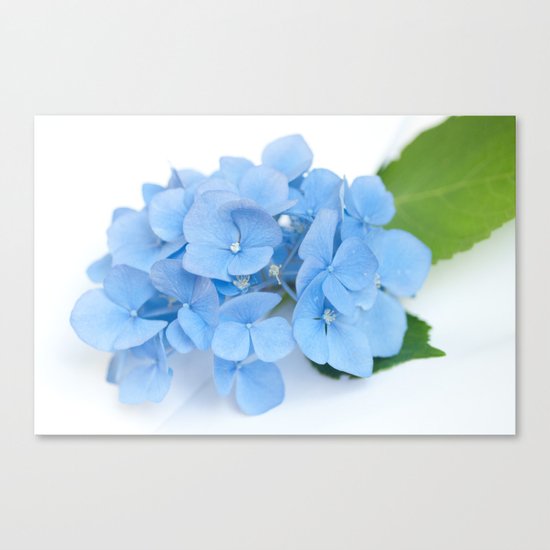 Blue Hydrangeas #1 #decor #art #society6 Canvas Print