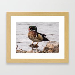 Wood Duck At The River Framed Art Print
