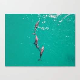 Isla Mujeres, Delfines III Mar Caribe Canvas Print