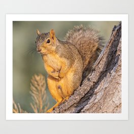 Squirrel On A Tree Trunk  Art Print
