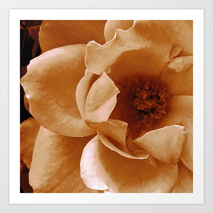 Elegantly Pastel Gentle Orange Rose Art Art Print
