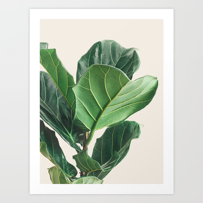 Fiddle Leaf Fig Art Print by Eye Poetry Photography Society6