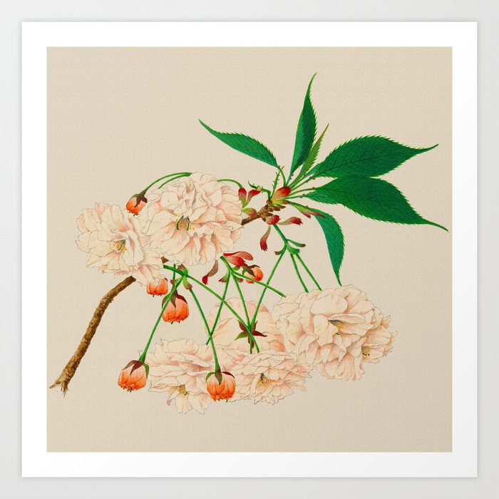 Fugen's Elephant Cherry Blossoms Art Print