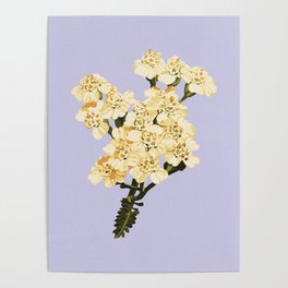 Common Yarrow (lavender background) Poster