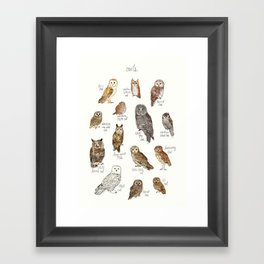 Owls Framed Art Print