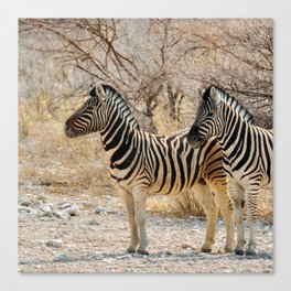 South Africa Photography - Two Zebras Standing On A Dirt Road Canvas Print