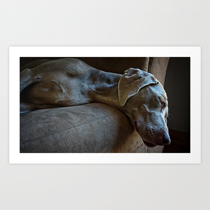 Weimaraner sleeping outlet in bed