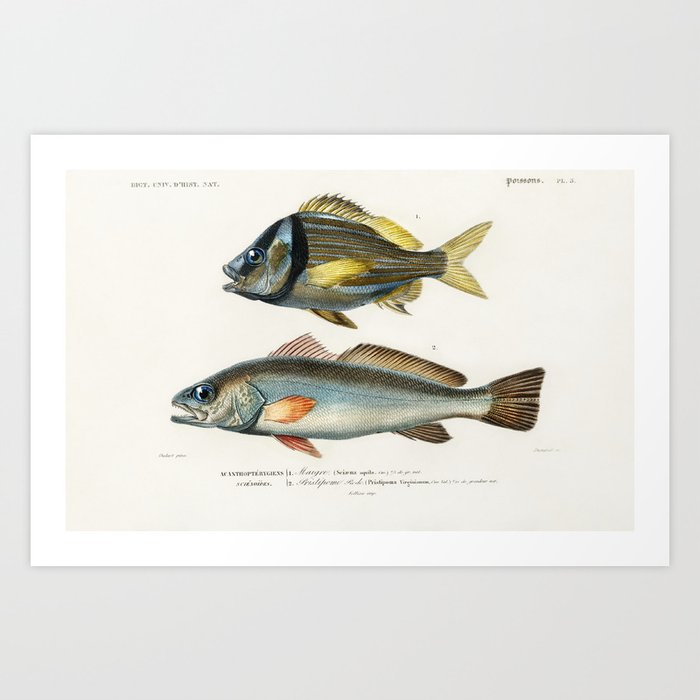 Porkfish (Pristipoma virginianum) and Shade-fish (Sciaena aquila) illustrated by Charles Dessalines Art Print