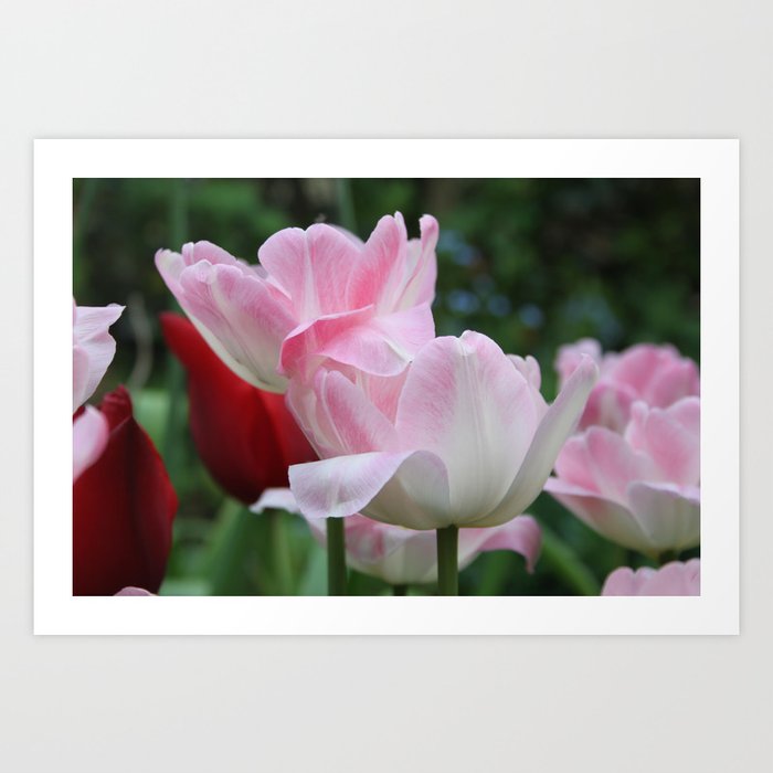 Blushing Tulips  Art Print