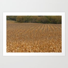 Golden Rows of Corn Art Print