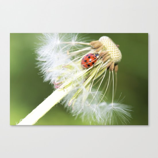dandelion Canvas Print