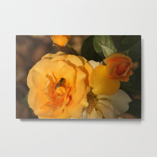 Rose with a guest Metal Print