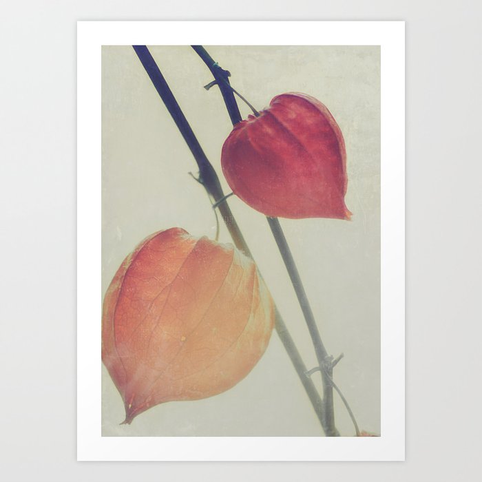 Autumn Botanical Chinese Lantern Physalis Alkekengi Art Print By Chickensinthetrees Society6