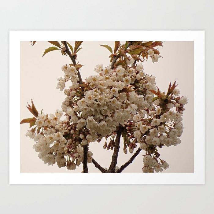 Scottish Highlands White Cherry Blossoms with a Pale Sky Background Art Print