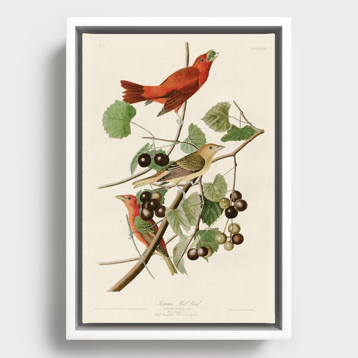 Summer Red Bird - John James Audubon's Birds of America Print Framed Canvas