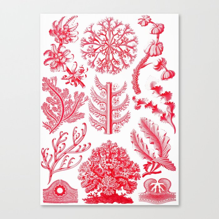 Ernst Haeckel Florideae Red Algae Canvas Print