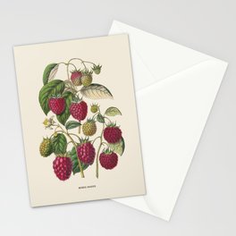 Purple Raspberry Antique Botanical Illustration Stationery Card