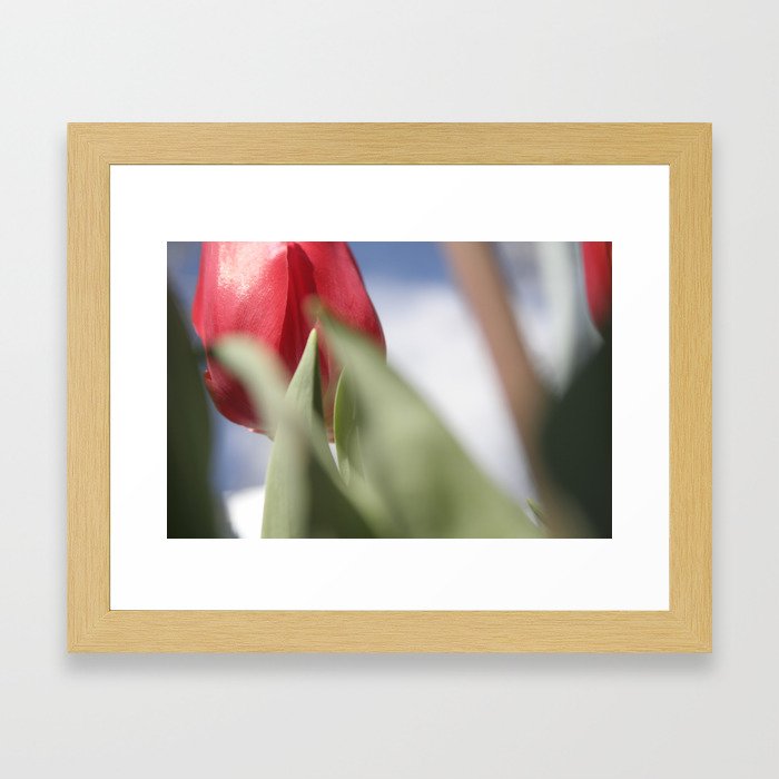 Red Tulip Framed Art Print