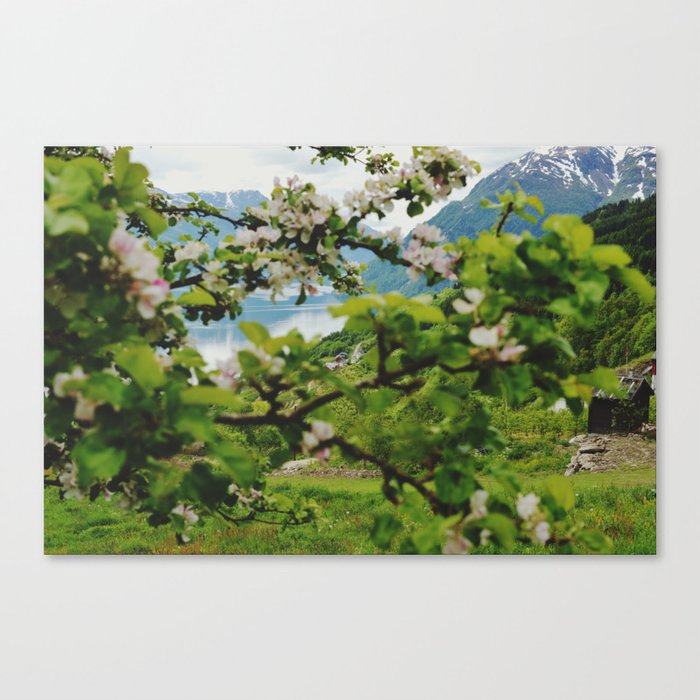 norwegian cherry blossom  Canvas Print