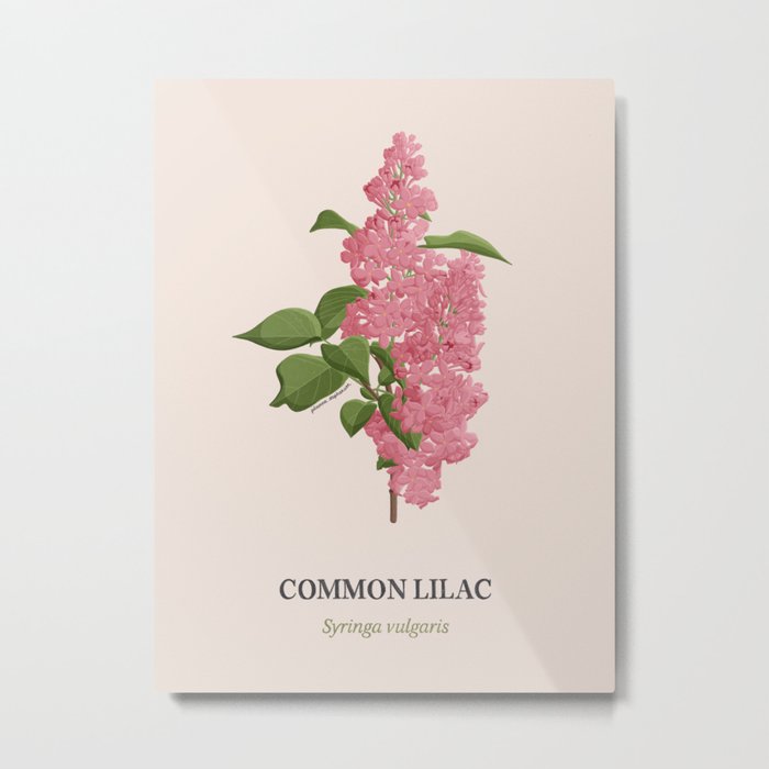 Common Lilac Metal Print