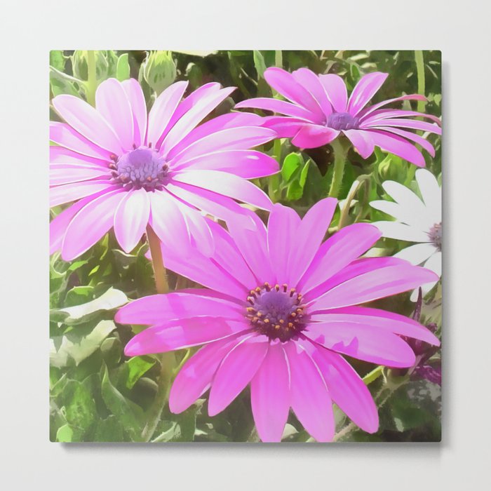 Purple And Pink Tropical Daisy Flower Metal Print