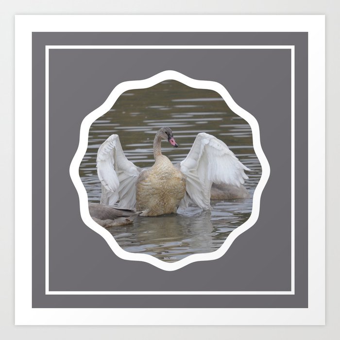 Swan Dance in Grey Art Print