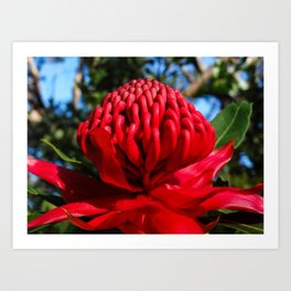 Waratah Art Print | Flower, Campbell, Ross, Muogamarra, Wild, Emblem, Pink, Nsw, Australian, Nature 