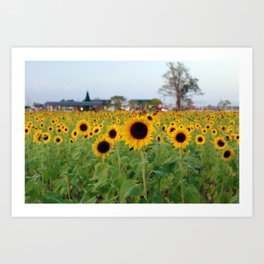 Sunflower Field Art Print | Inflorescence, Farm, Yellow, Helianthusannuus, Blossom, Annualplant, Naturebackground, Photo, Flowering, Helianthus 