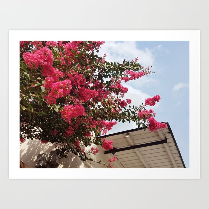 Pink Crepe Myrtle Tree | Pink Flowers In Full Bloom Next To A Shotgun House In New Orleans Art Print