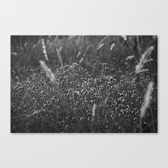pods Canvas Print