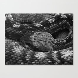 Diamondback Rattlesnake Canvas Print