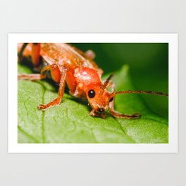 Red Soldier Beetle Macro Photograph Art Print