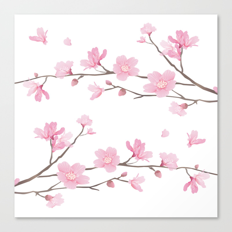 Square Cherry Blossom Transparent Background Canvas Print By