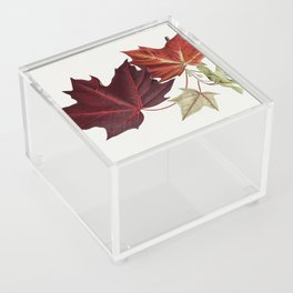 Maple Leaves Acrylic Box