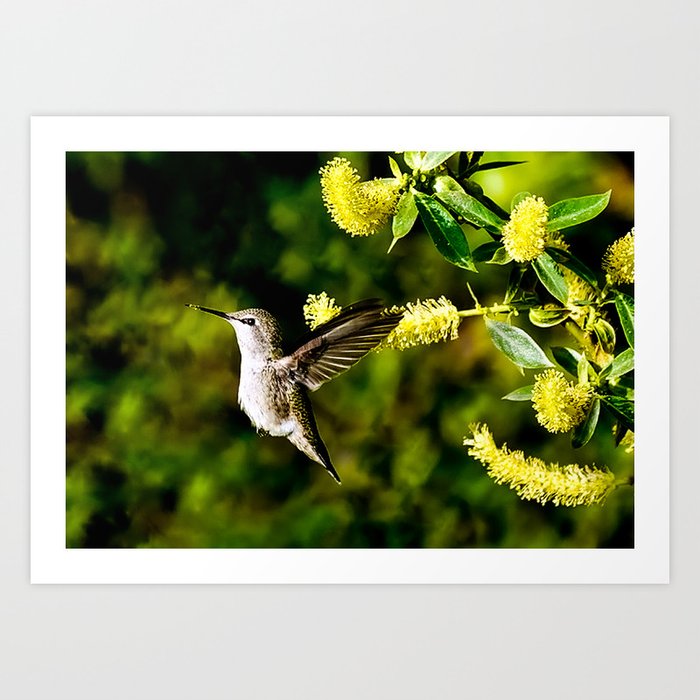 Anna's Hummingbird and Blossoms Art Print