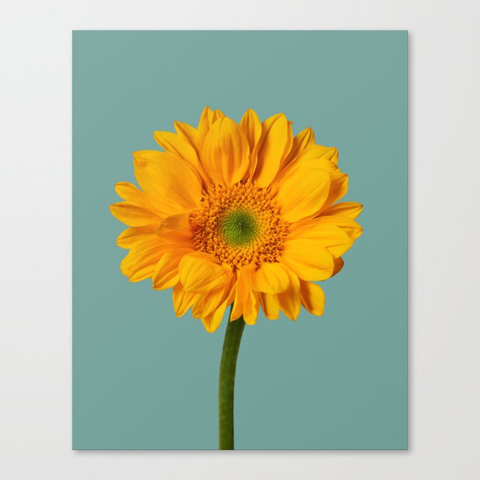 Sunflower Portrait Canvas Print