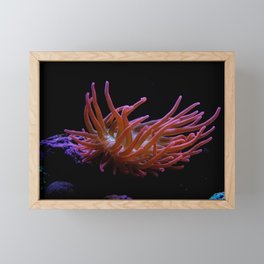 Forest Fire bubble tip Anemone spotlight Framed Mini Art Print