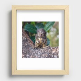 Brazil Photography - Monkey Eating On A Branch Recessed Framed Print