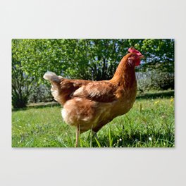 Tina the hen on a grass field on a spring bright day Canvas Print