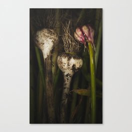 Garlic Canvas Print