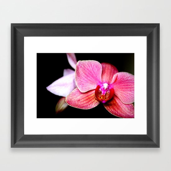 Orchid 3 Framed Art Print