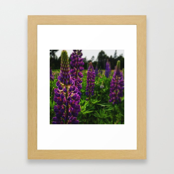 Lost in the Lupines Framed Art Print